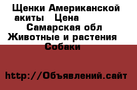 Щенки Американской акиты › Цена ­ 30 000 - Самарская обл. Животные и растения » Собаки   